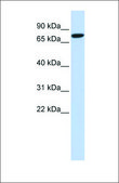 Anti-DLL1 antibody produced in rabbit affinity isolated antibody