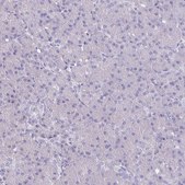 Anti-GPX4 antibody produced in rabbit Prestige Antibodies&#174; Powered by Atlas Antibodies, affinity isolated antibody