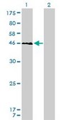Monoclonal Anti-YY1 antibody produced in mouse clone 2C4, purified immunoglobulin, buffered aqueous solution
