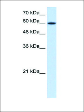 Anti-NR4A3 antibody produced in rabbit affinity isolated antibody