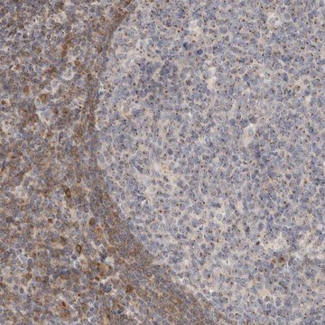 Anti-NSMAF antibody produced in rabbit Prestige Antibodies&#174; Powered by Atlas Antibodies, affinity isolated antibody, buffered aqueous glycerol solution, Ab1