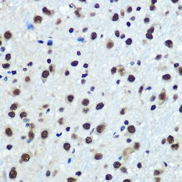 Anti-hnRNP K antibody produced in rabbit