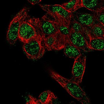 Anti-RHBG antibody produced in rabbit Prestige Antibodies&#174; Powered by Atlas Antibodies, affinity isolated antibody