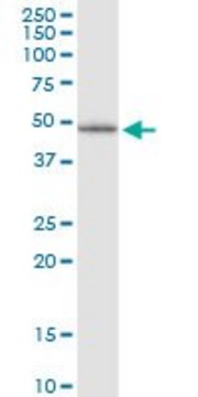 Monoclonal Anti-LHX5 antibody produced in mouse clone 2C6, purified immunoglobulin, buffered aqueous solution