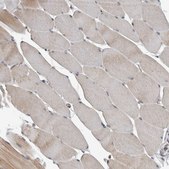 Anti-NAPG antibody produced in rabbit Prestige Antibodies&#174; Powered by Atlas Antibodies, affinity isolated antibody, buffered aqueous glycerol solution