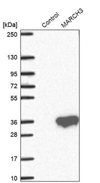 Anti-MARCH3 antibody produced in rabbit Prestige Antibodies&#174; Powered by Atlas Antibodies, affinity isolated antibody, buffered aqueous glycerol solution