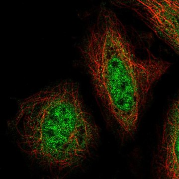 Anti-ZNF34 antibody produced in rabbit Prestige Antibodies&#174; Powered by Atlas Antibodies, affinity isolated antibody