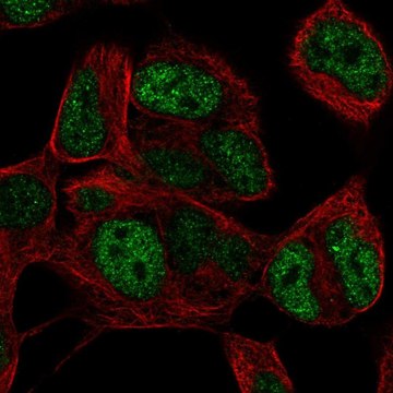 Anti-TLX3 antibody produced in rabbit Prestige Antibodies&#174; Powered by Atlas Antibodies, affinity isolated antibody