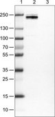 Monoclonal Anti-CD45 antibody produced in mouse Prestige Antibodies&#174; Powered by Atlas Antibodies, clone CL0160, purified immunoglobulin, buffered aqueous glycerol solution