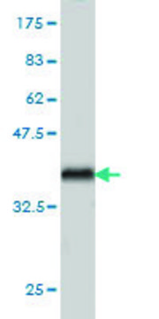 ANTI-ARAF antibody produced in mouse clone 4H7, purified immunoglobulin, buffered aqueous solution