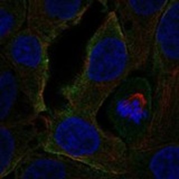 Anti-CCR3 antibody produced in rabbit Prestige Antibodies&#174; Powered by Atlas Antibodies, affinity isolated antibody, buffered aqueous glycerol solution