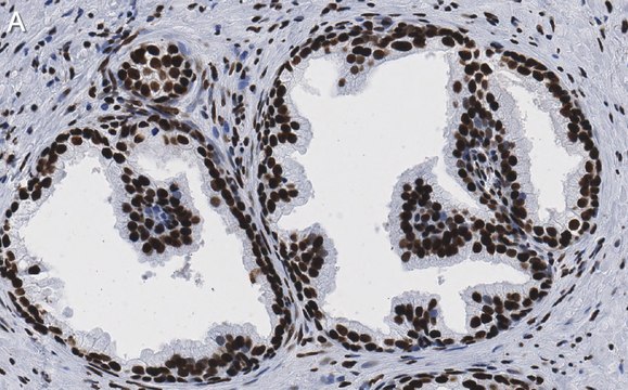 Anti-EGR1 Antibody, clone 1F22 ZooMAb&#174; Rabbit Monoclonal recombinant, expressed in HEK 293 cells