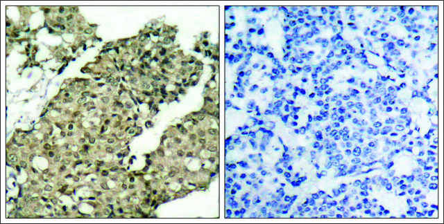 Anti-phospho-G3BP1 (pSer232) antibody produced in rabbit affinity isolated antibody