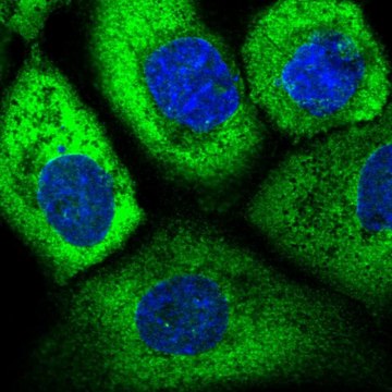 Anti-EIF3D antibody produced in rabbit Prestige Antibodies&#174; Powered by Atlas Antibodies, affinity isolated antibody
