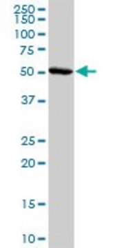 Anti-ADORA2A antibody produced in rabbit purified immunoglobulin, buffered aqueous solution