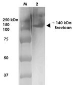 Monoclonal Anti-Notch1 - Atto 488 antibody produced in mouse clone S253-32, purified immunoglobulin
