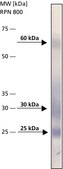 Anti-BNIP3 antibody, Mouse monoclonal clone ANa40, purified from hybridoma cell culture