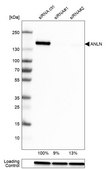 Monoclonal Anti-ANLN antibody produced in mouse Prestige Antibodies&#174; Powered by Atlas Antibodies, clone CL0303, purified immunoglobulin, buffered aqueous glycerol solution