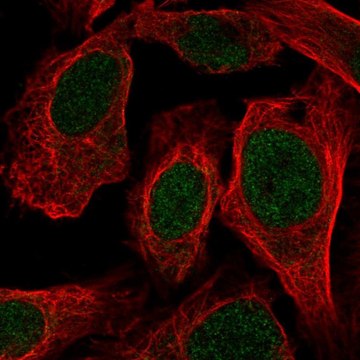 Anti-LUC7L antibody produced in rabbit Prestige Antibodies&#174; Powered by Atlas Antibodies, affinity isolated antibody