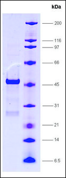 SRC1, receptor interaction domain (627-786), GST tagged human recombinant, expressed in E. coli, &#8805;80% (SDS-PAGE)