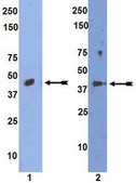 Anti-Wnt3A Antibody Upstate&#174;, from rabbit