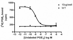 ChemiScreen Membrane Preparation Recombinant Human EP4 Prostanoid Receptor Human EP4 GPCR membrane preparation for Radioligand binding Assays &amp; GTP&#947;S binding.