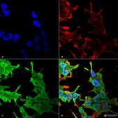Monoclonal Anti-Task1 Potassium Channel - Apc antibody produced in mouse clone S374-48, purified immunoglobulin