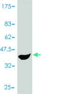 Monoclonal Anti-PCBD1 antibody produced in mouse clone 1G11-H5, purified immunoglobulin, buffered aqueous solution