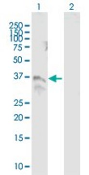 ANTI-TM6SF2 antibody produced in mouse purified immunoglobulin, buffered aqueous solution