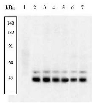 PhosphoDetect Anti-p38 MAP Kinase (pThr&#185;&#8312;&#8304;, pTyr&#185;&#8312;&#178;) Rabbit pAb liquid, Calbiochem&#174;