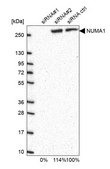 Anti-NUMA1 antibody produced in rabbit Prestige Antibodies&#174; Powered by Atlas Antibodies, affinity isolated antibody, buffered aqueous glycerol solution, Ab1