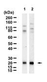 Anti-ICOS/CD278 Antibody, clone 1D20 ZooMAb&#174; Rabbit Monoclonal recombinant, expressed in HEK 293 cells