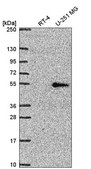 Anti-NR1D2 antibody produced in rabbit Prestige Antibodies&#174; Powered by Atlas Antibodies, affinity isolated antibody