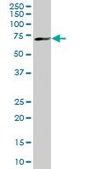 Monoclonal Anti-MBD1 antibody produced in mouse clone 2C7, purified immunoglobulin, buffered aqueous solution