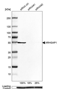 Anti-ARHGAP1 antibody produced in rabbit Prestige Antibodies&#174; Powered by Atlas Antibodies, affinity isolated antibody, buffered aqueous glycerol solution