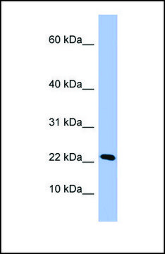 Anti-PIN4 antibody produced in rabbit affinity isolated antibody