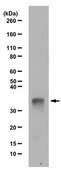 Anti-acetyl (Lys34) phospho (Ser36) Histone H1 Antibody from rabbit, purified by affinity chromatography