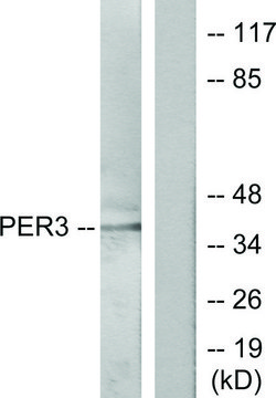 Anti-PER3 antibody produced in rabbit affinity isolated antibody