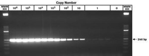 Transcriptor One-Step RT-PCR Kit sufficient for 50&#160;reactions, sufficient for 150&#160;reactions, suitable for RT-qPCR, suitable for RT-PCR, hotstart