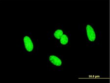 Monoclonal Anti-SCML1 antibody produced in mouse clone 4G3, purified immunoglobulin, buffered aqueous solution