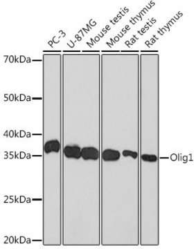 Anti-Olig1 antibody produced in rabbit
