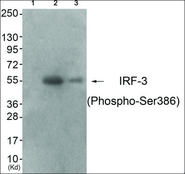 Anti-phospho-IRF-3 (pSer386) antibody produced in rabbit affinity isolated antibody