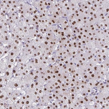 Anti-SCLY antibody produced in rabbit Prestige Antibodies&#174; Powered by Atlas Antibodies, affinity isolated antibody, buffered aqueous glycerol solution