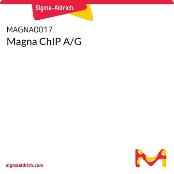 Magna ChIP A/G