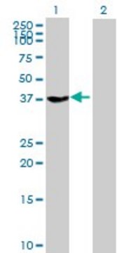 Anti-GNAZ antibody produced in mouse purified immunoglobulin, buffered aqueous solution