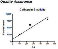 Cathepsin B Active human recombinant, expressed in FreeStyle&#8482; 293-F cells, &#8805;90% (SDS-PAGE)