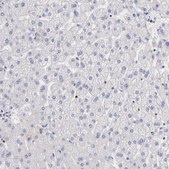 Anti-POLA1 antibody produced in rabbit Prestige Antibodies&#174; Powered by Atlas Antibodies, affinity isolated antibody, buffered aqueous glycerol solution
