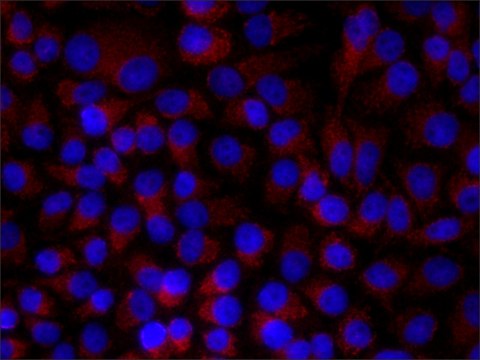 Monoclonal Anti-Paxillin antibody produced in mouse clone PXC-10, ascites fluid