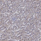 Anti-SLC35F2 antibody produced in rabbit Prestige Antibodies&#174; Powered by Atlas Antibodies, affinity isolated antibody, buffered aqueous glycerol solution