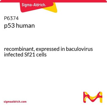 p53 human recombinant, expressed in baculovirus infected Sf21 cells